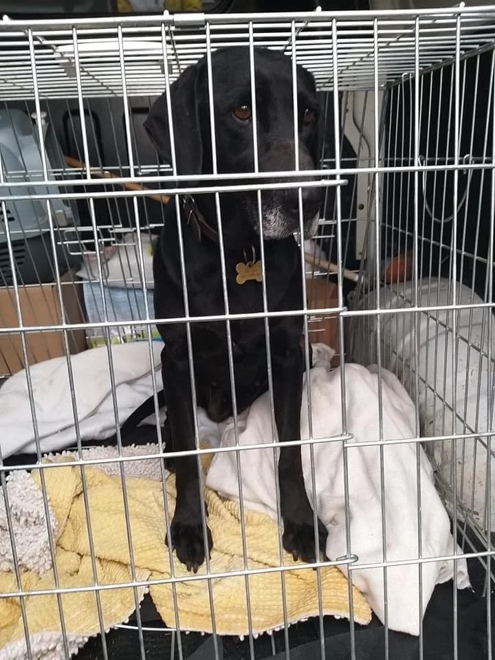 Turul, female senior mixed breed for adoption at Tappancs Állatotthon Alapítvány