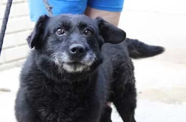 Zengő, male Mixed Breed for adoption at Ugatlak Alapítvány