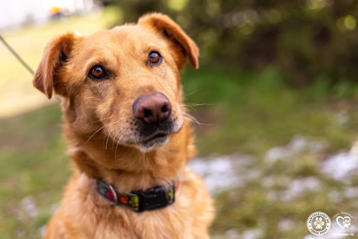Dexter, male 5yo Mixed Breed for adoption at Ürömi Állatotthon