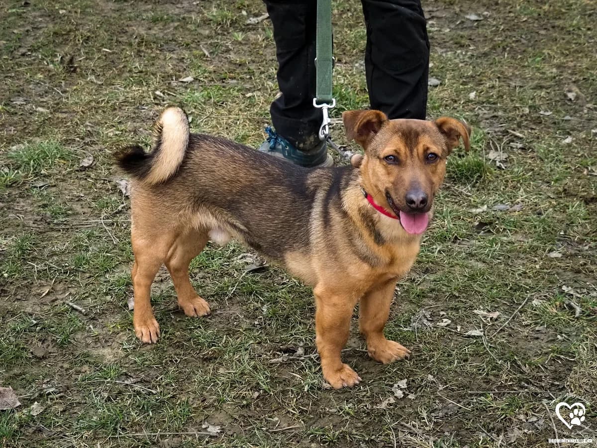 Ürgi, young Mixed Breed for adoption at Ürömi Állatotthon
