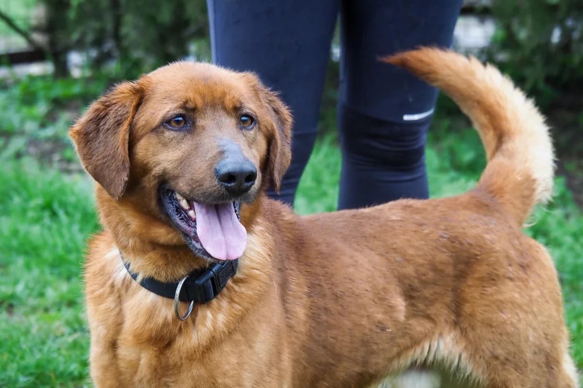 Mázli, 7yo Mixed Breed for adoption at Ürömi Állatotthon