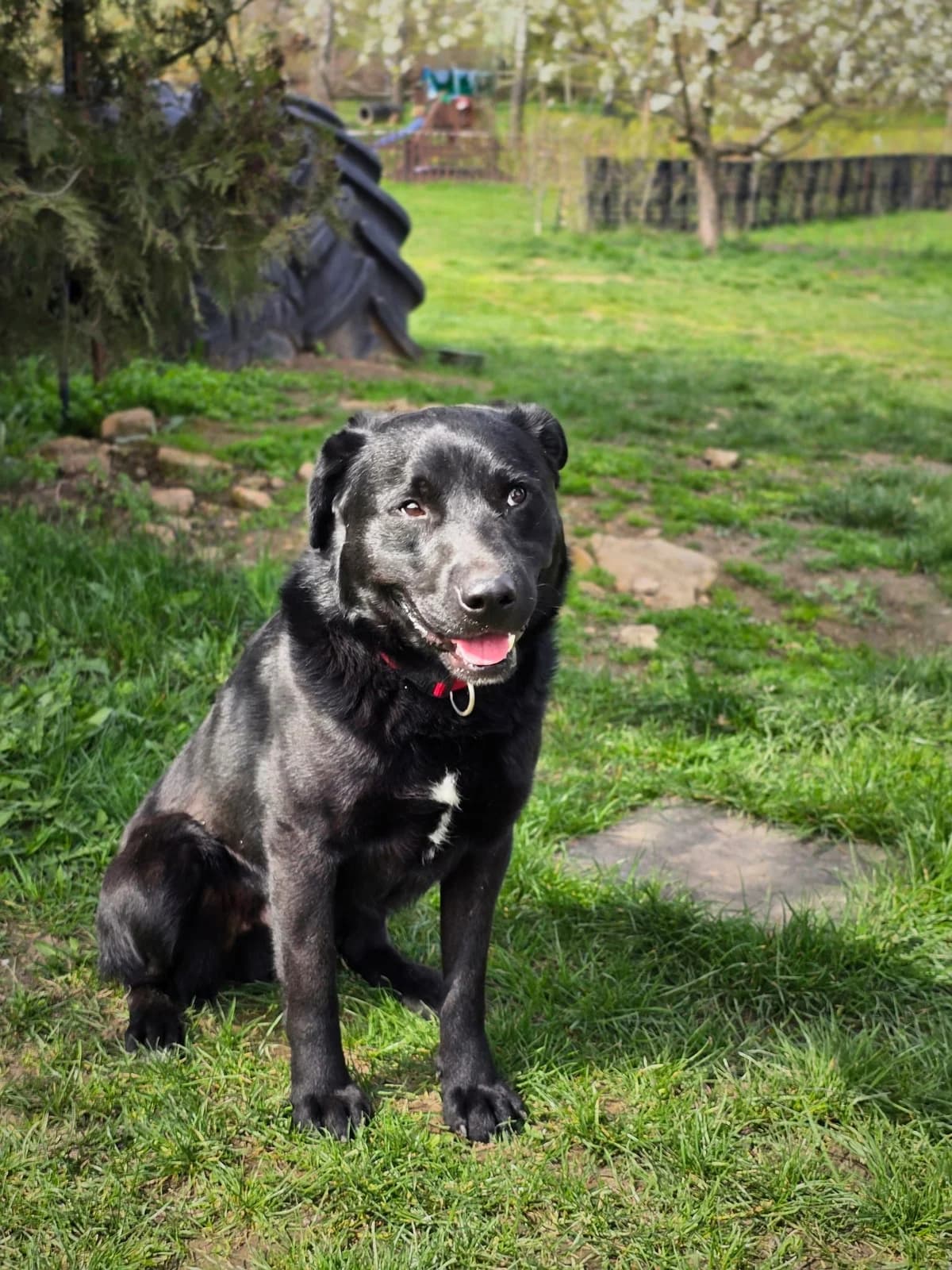 Alex, 3yo Mixed Breed for adoption at Ürömi Állatotthon