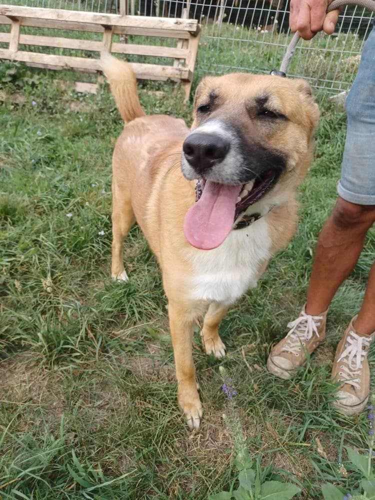 Batu, male 3yo Mixed Breed for adoption at Vackoló Állatmenhely Veszprém, Vackolo
