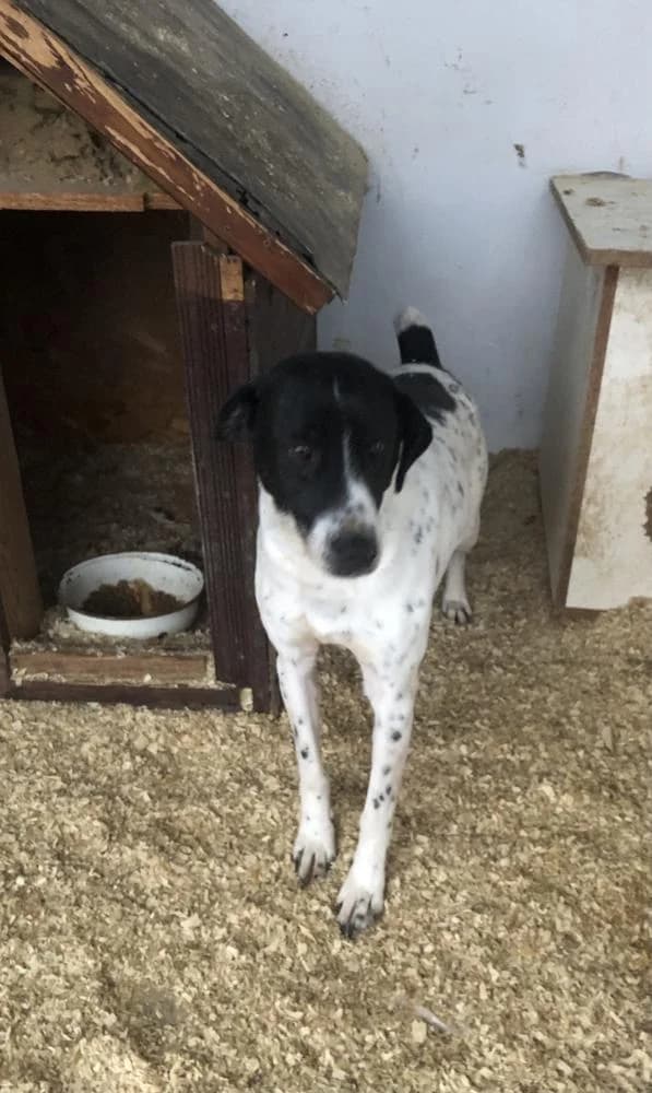 Bim, male senior Mixed Breed for adoption at Vackoló Állatmenhely Veszprém, Vackolo