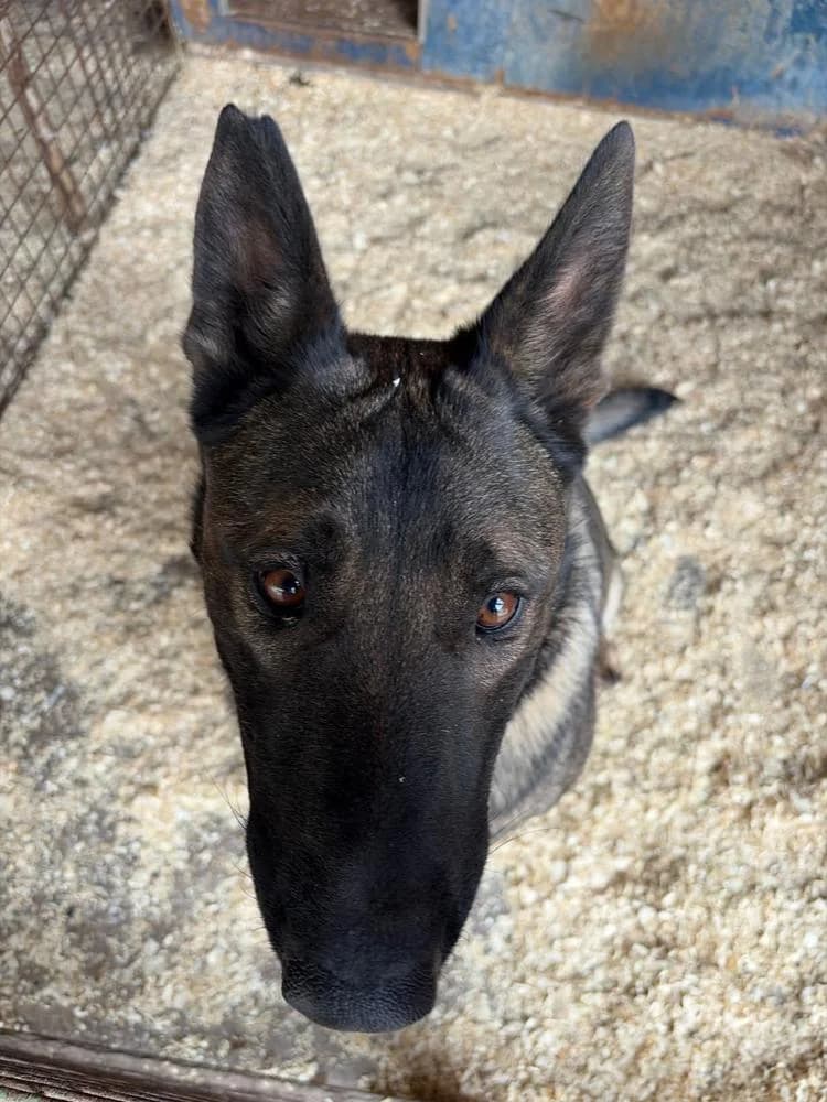 Indián, male 3yo Mixed Breed for adoption at Vackoló Állatmenhely Veszprém, Vackolo