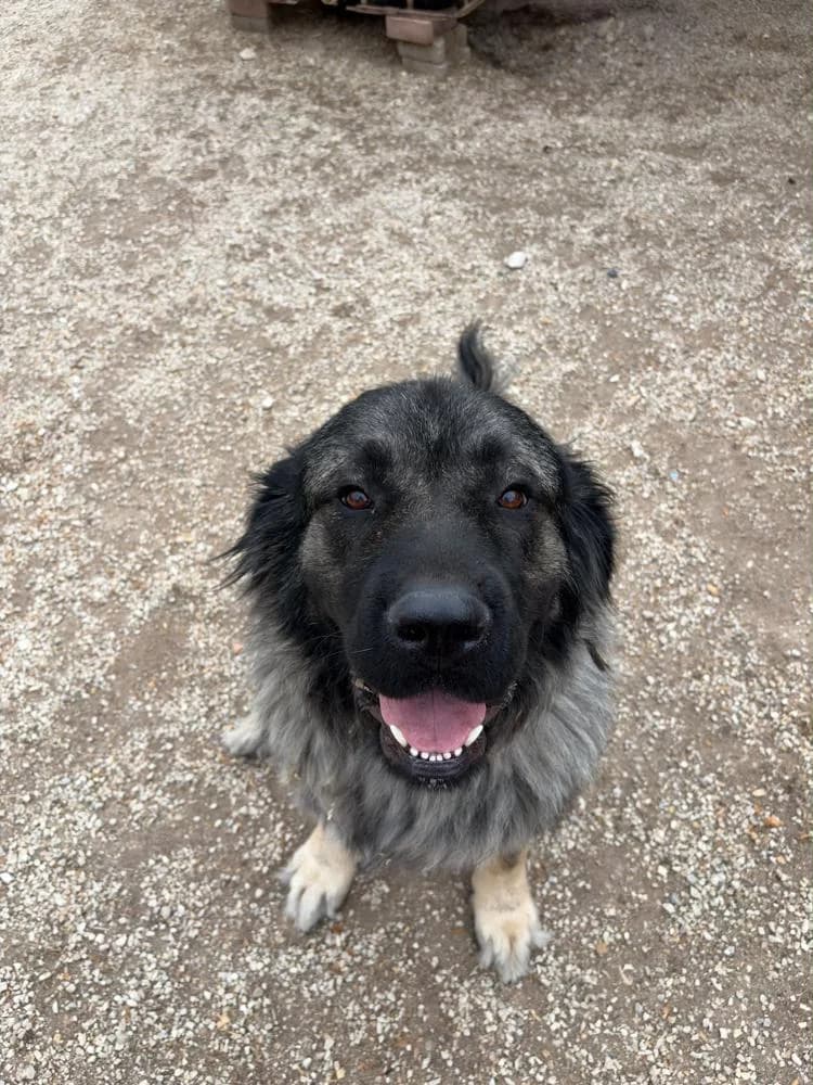 Lady, female mixed breed for adoption at Vackoló Állatmenhely Veszprém, Vackolo