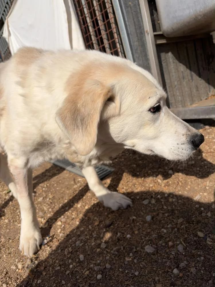 Betyár, male Mixed Breed for adoption at Vackoló Állatmenhely Veszprém, Vackolo