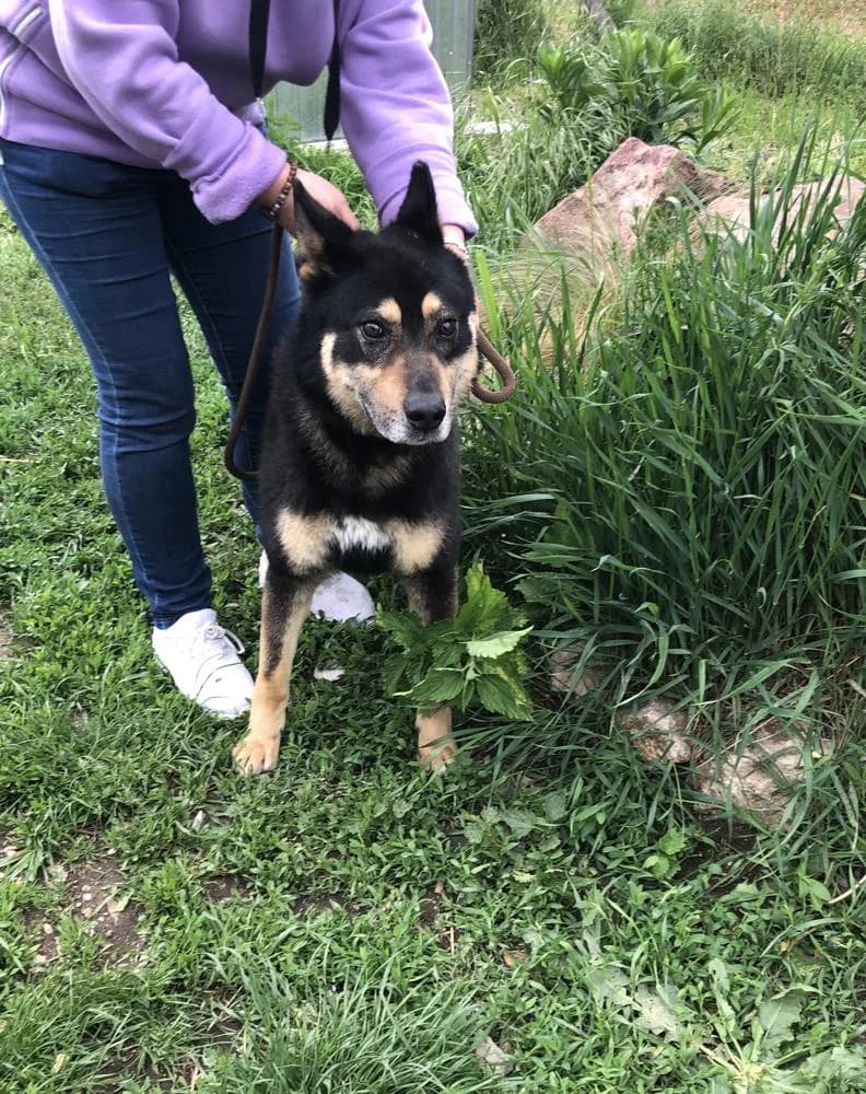 Anton, male 5yo Mixed Breed for adoption at Vackoló Állatmenhely Veszprém, Vackolo