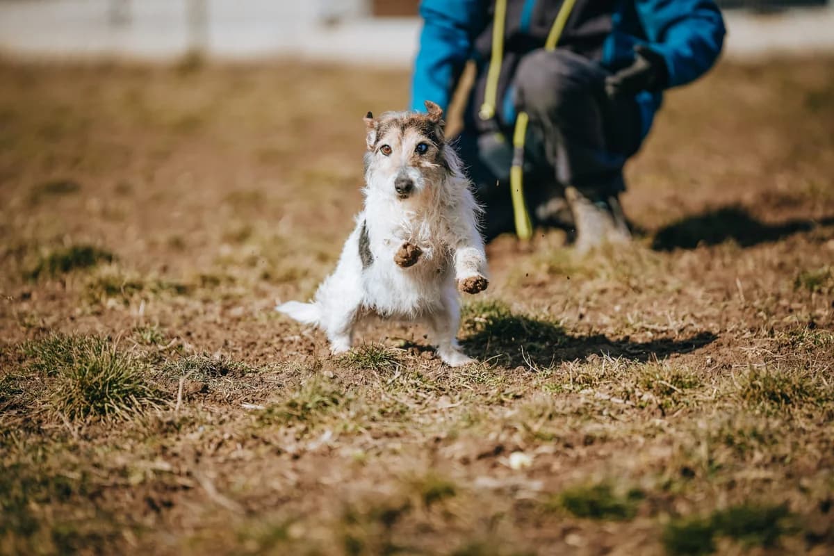 Break(y)(Gazdis 2025.04.11.), male Mixed Breed for adoption at PUMI Állatvédelmi Kompetencia Központ Veszprém