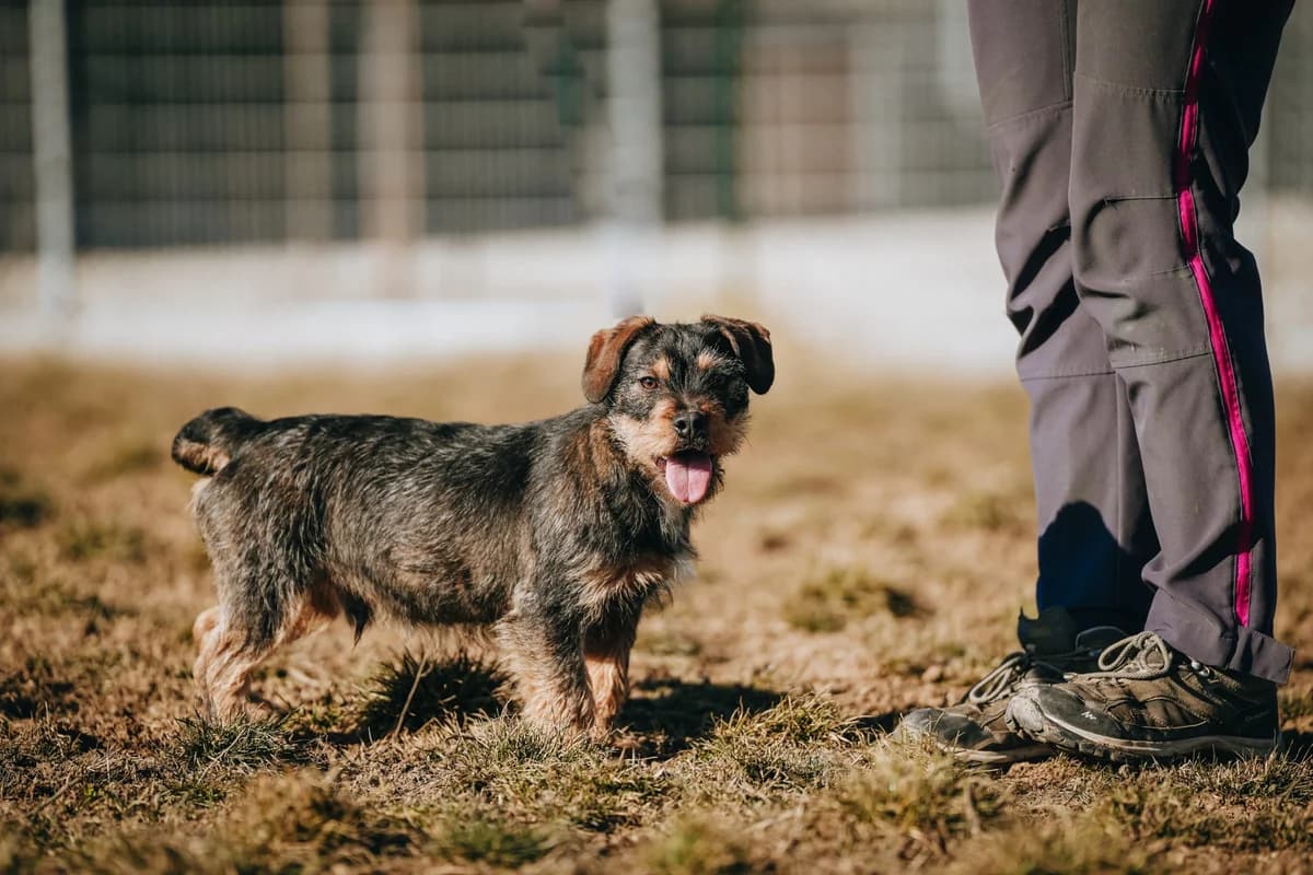 Unix(GAZDIS 2025.03.24.), male Mixed Breed for adoption at PUMI Állatvédelmi Kompetencia Központ Veszprém