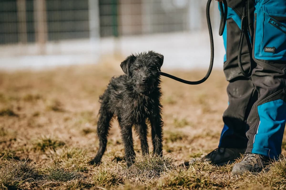 Tufa(GAZDIS 2025.03.24.), male Mixed Breed for adoption at PUMI Állatvédelmi Kompetencia Központ Veszprém