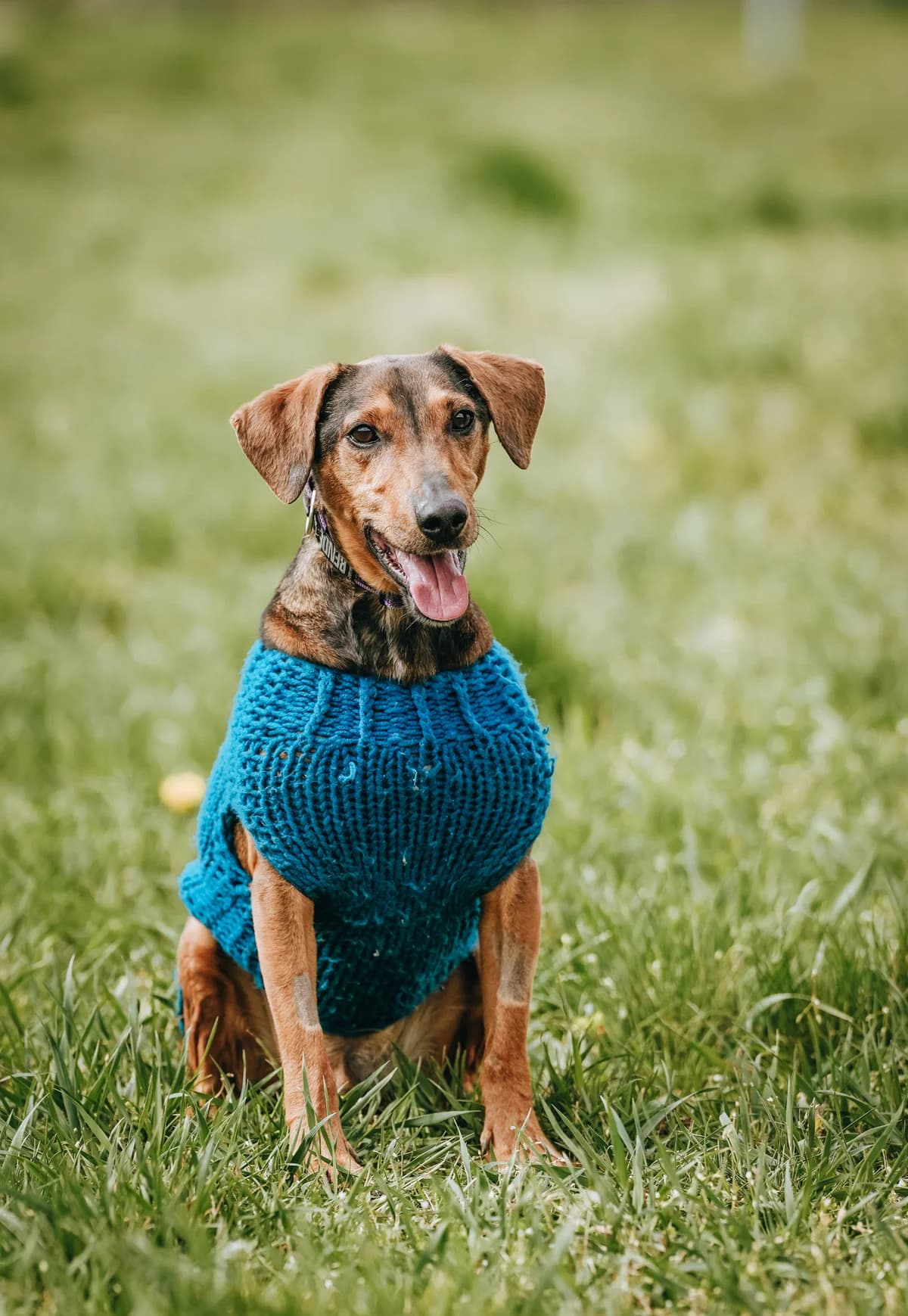 Cuki, male 7yo Mixed Breed for adoption at PUMI Állatvédelmi Kompetencia Központ Veszprém