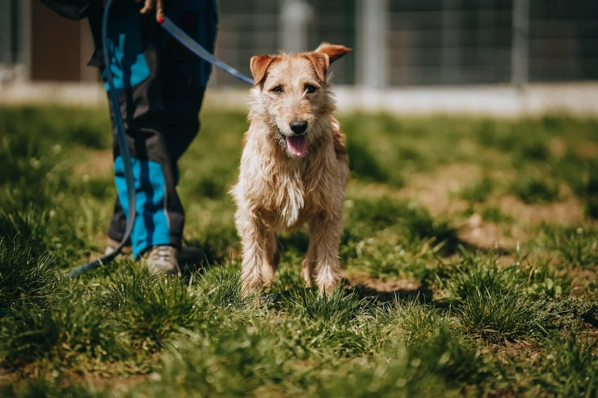 Milo, male young Mixed Breed for adoption at PUMI Állatvédelmi Kompetencia Központ Veszprém