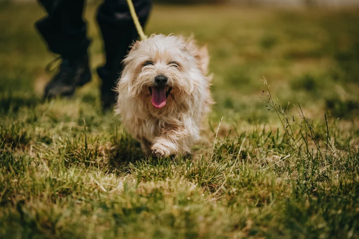 Csubakka(GAZDIS 2025.07.23.), male 6yo Mixed Breed for adoption at PUMI Állatvédelmi Kompetencia Központ Veszprém
