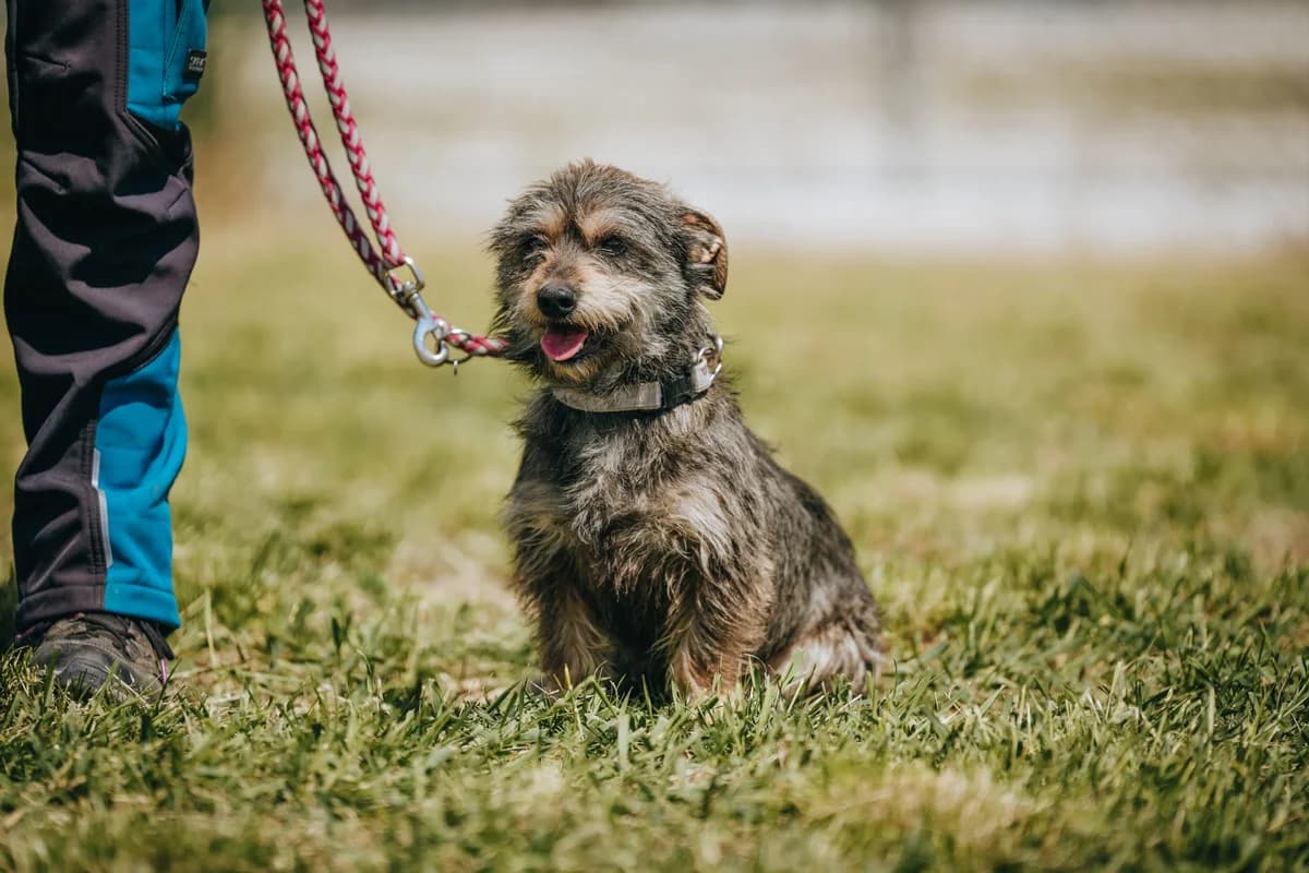 Pedro(Gazdis 2025.06.23.), male young Mixed Breed for adoption at PUMI Állatvédelmi Kompetencia Központ Veszprém