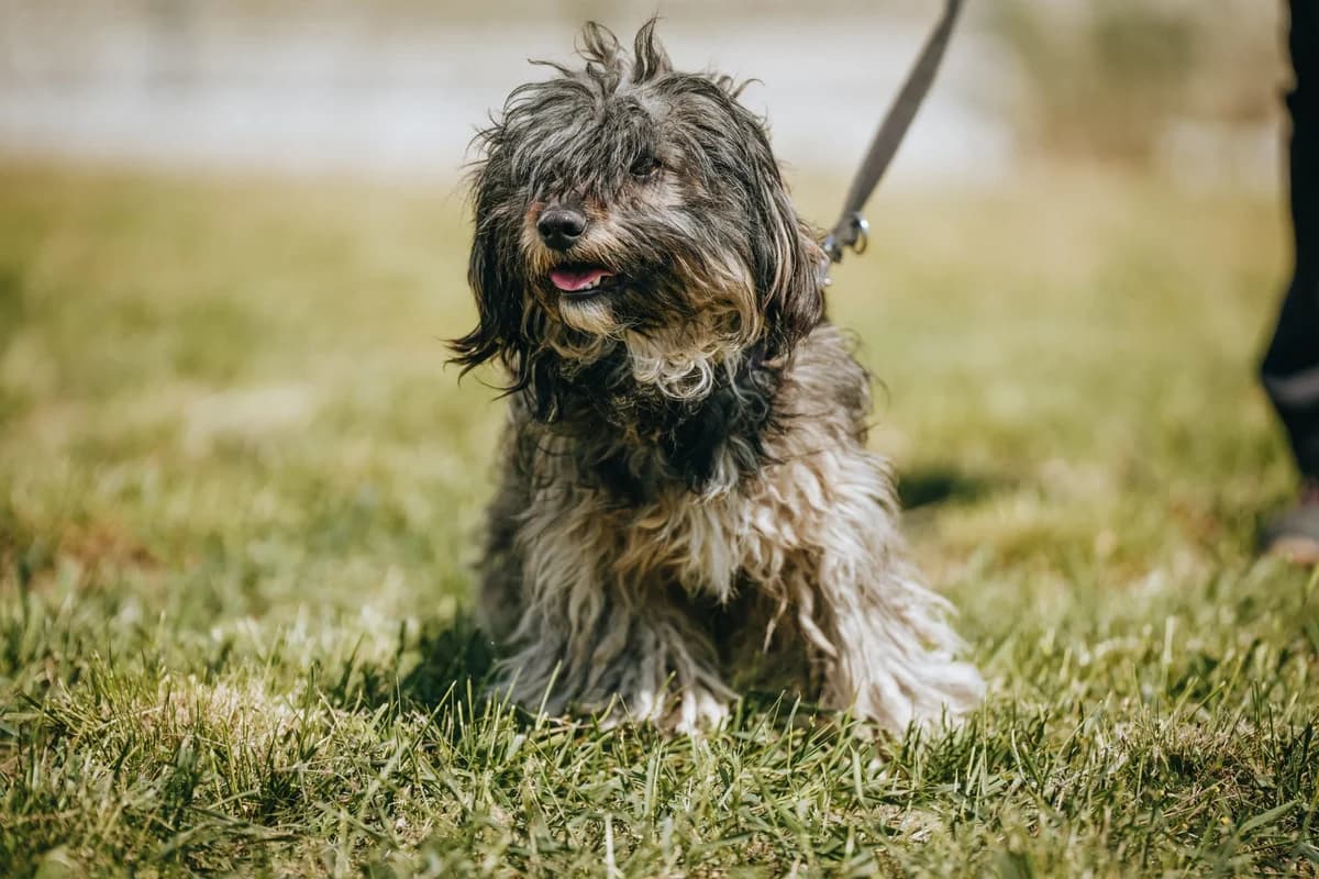 Pepperoni(GAZDIS 2025.06.24.), male young Mixed Breed for adoption at PUMI Állatvédelmi Kompetencia Központ Veszprém