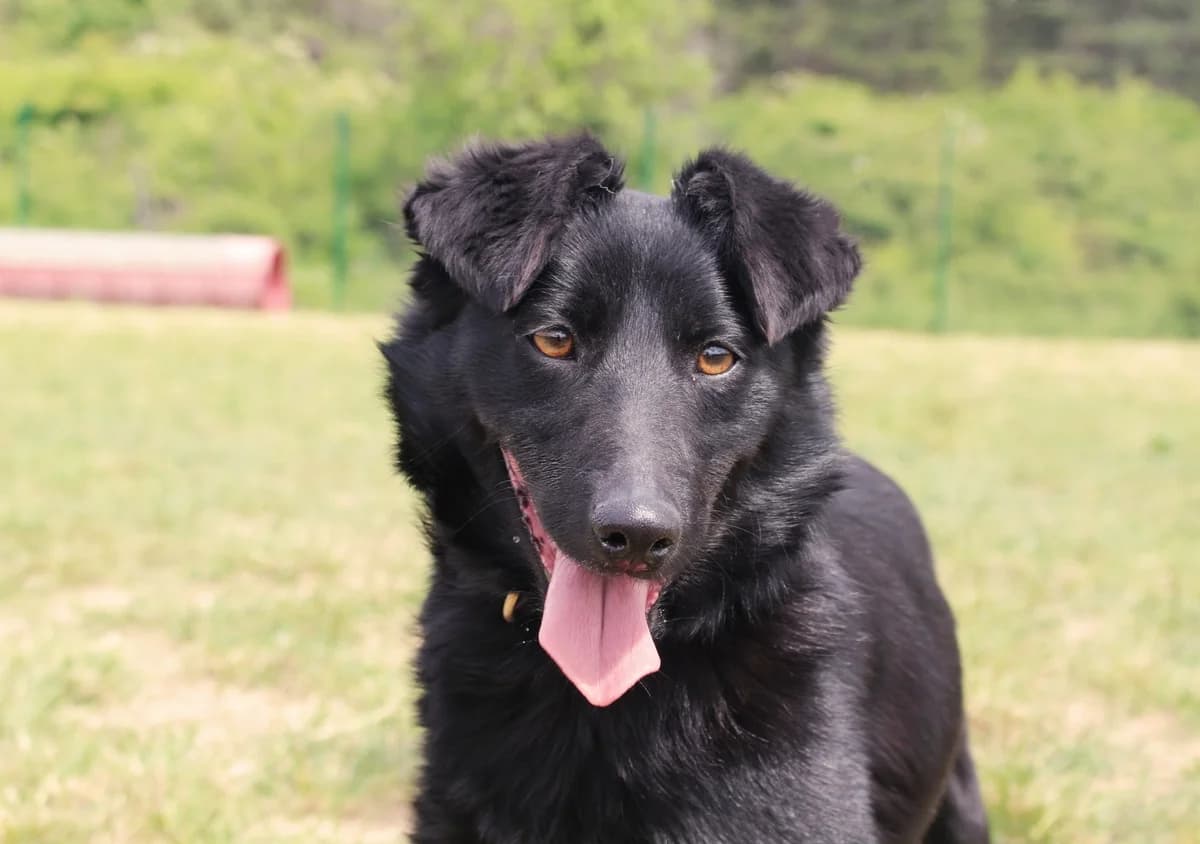 Kancsal Mami (GAZDIS 2025.08.22.), female young Mixed Breed for adoption at PUMI Állatvédelmi Kompetencia Központ Veszprém