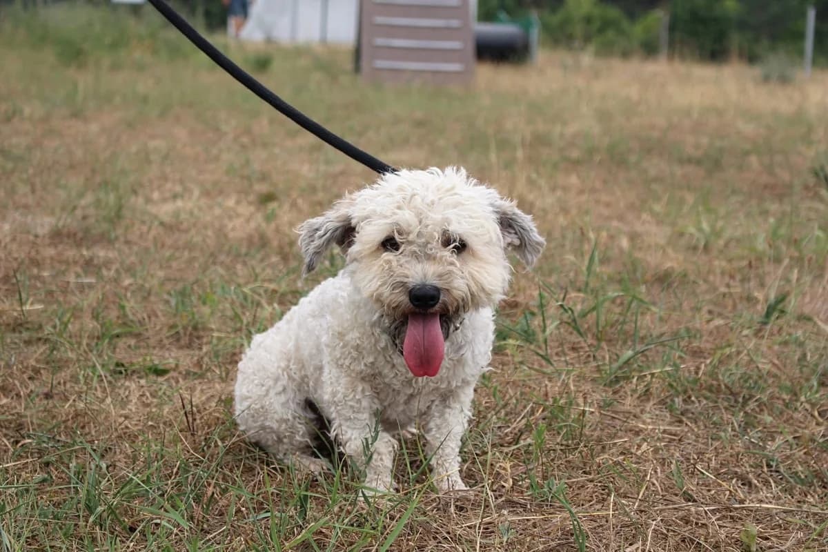 Jancsi(GAZDIS 2025.08.11.), male Mixed Breed for adoption at PUMI Állatvédelmi Kompetencia Központ Veszprém