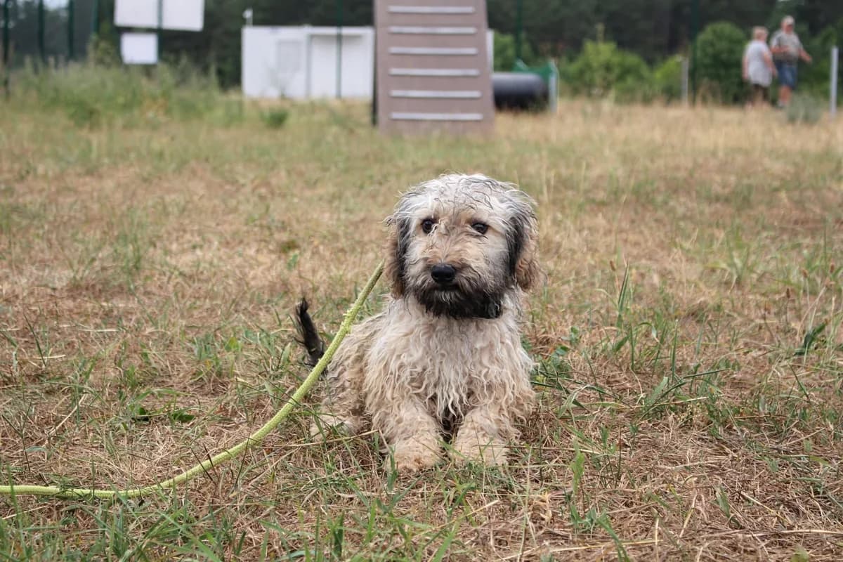 Ford(GAZDIS 2025.09.26.), male Mixed Breed for adoption at PUMI Állatvédelmi Kompetencia Központ Veszprém