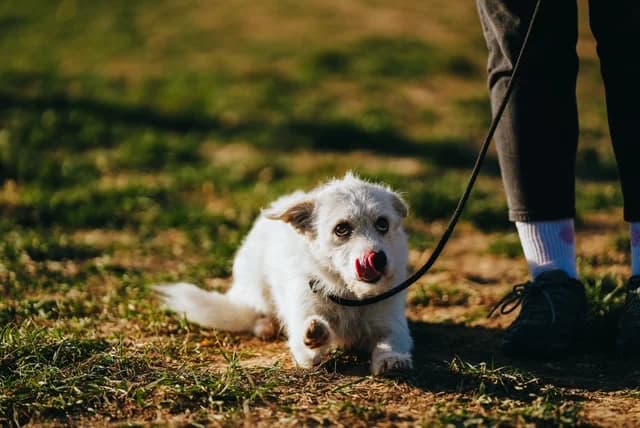 Freya, female Mixed Breed for adoption at PUMI Állatvédelmi Kompetencia Központ Veszprém