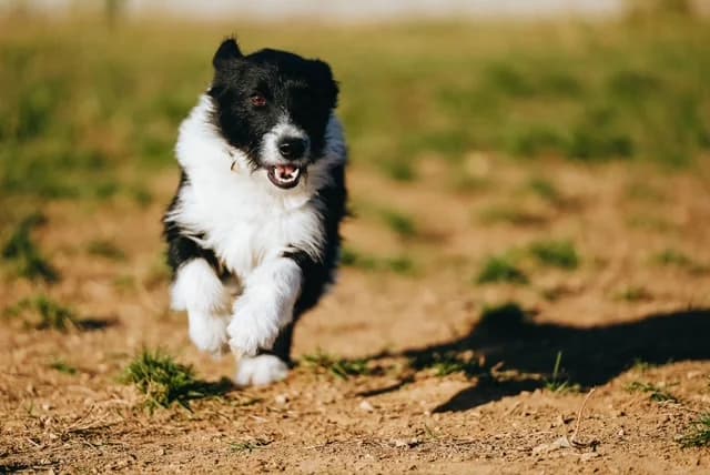 Rufus, male Mixed Breed for adoption at PUMI Állatvédelmi Kompetencia Központ Veszprém