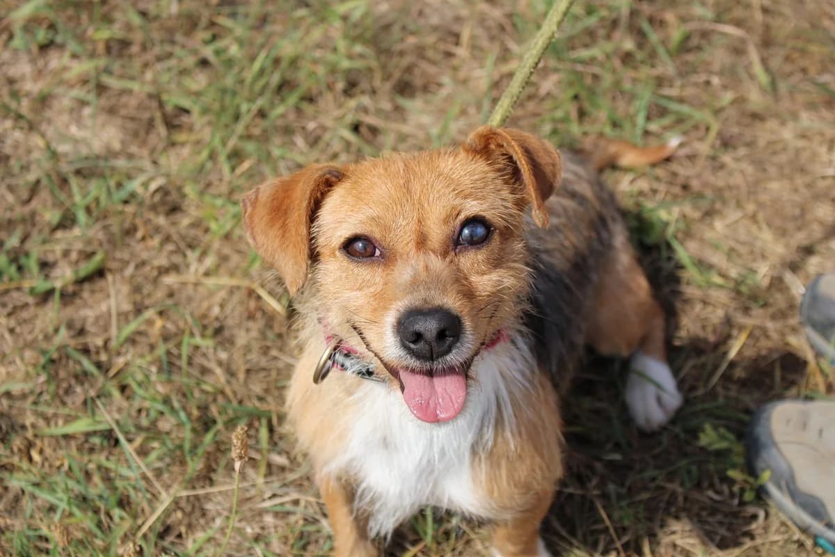 Cherry, female Mixed Breed for adoption at PUMI Állatvédelmi Kompetencia Központ Veszprém