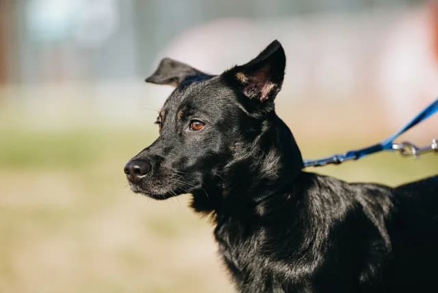 Oggy(GAZDIS 2025.11.28.), male 7yo Mixed Breed for adoption at PUMI Állatvédelmi Kompetencia Központ Veszprém