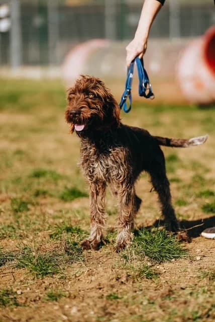 Fürtös(GAZDIS 2025.12.02.), male Mixed Breed for adoption at PUMI Állatvédelmi Kompetencia Központ Veszprém