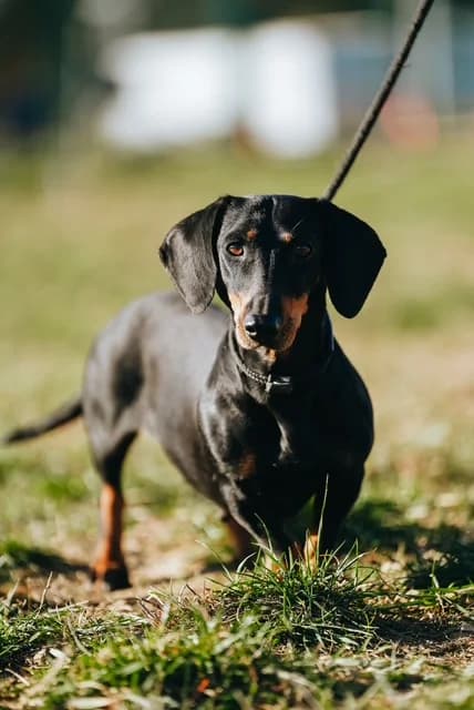 Slinky, female Mixed Breed for adoption at PUMI Állatvédelmi Kompetencia Központ Veszprém