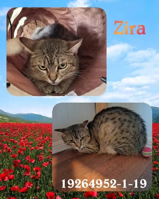 Szia, Zira vagyok, female Mixed Breed for adoption at Veszprémi Állatvédők