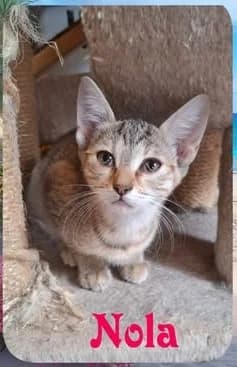 Szia, Nola vagyok, female Mixed Breed for adoption at Veszprémi Állatvédők