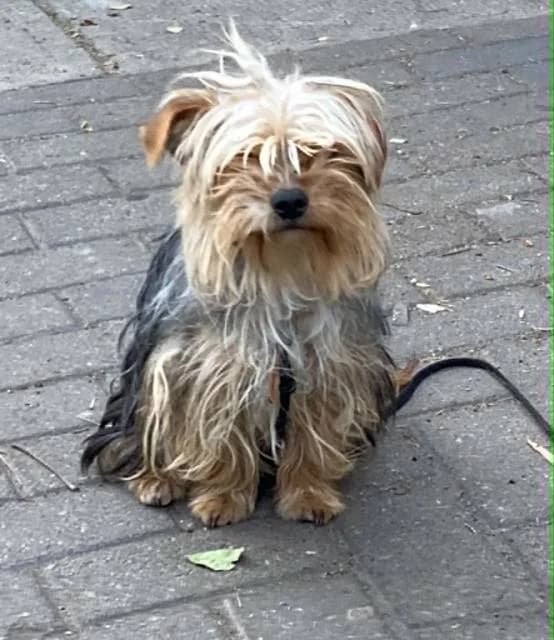 Hair, female young Yorkshire Terrier for adoption at Állat és Ember Állatvédő Egyesület
