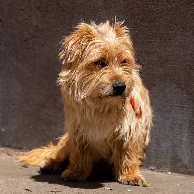Copy, male young mixed breed for adoption at Állat és Ember Állatvédő Egyesület