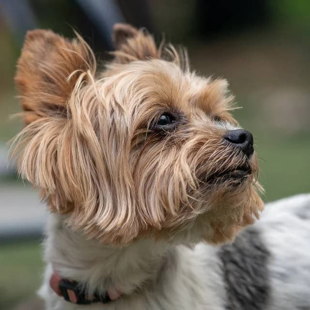 Szmötyi, female senior Yorkshire Terrier for adoption at Állat és Ember Állatvédő Egyesület