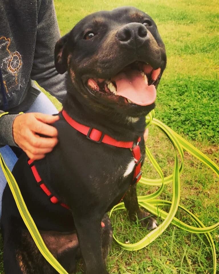 Tayto, female puppy Mixed Breed for adoption at A Dog, Glenmore
