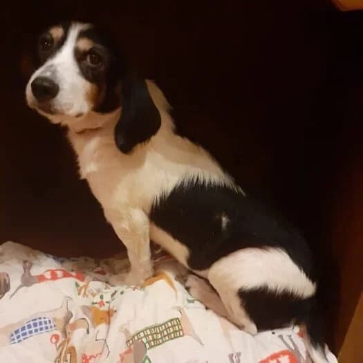 Maeve, female senior Mixed Breed for adoption at A Dog, Glenmore