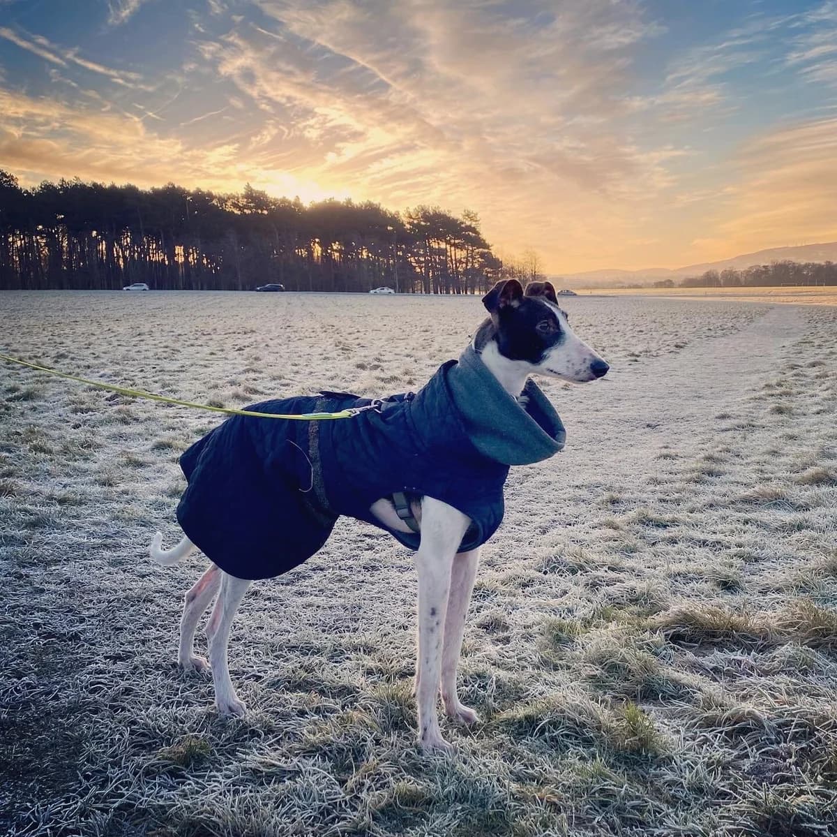 Johnny Utah, male 3yo Mixed Breed for adoption at A Dog, Glenmore