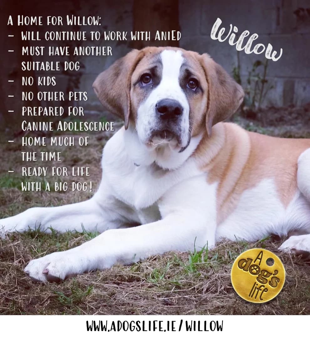 Willow, female puppy Mixed Breed for adoption at A Dog, Glenmore