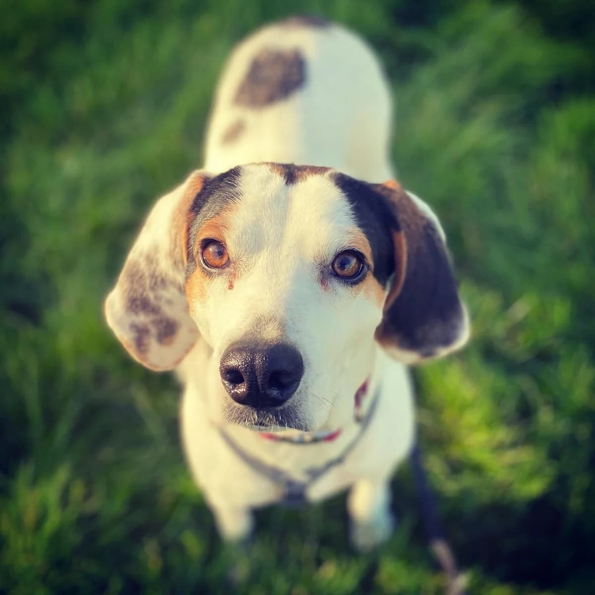 Winnie, female 4yo Mixed Breed for adoption at A Dog, Glenmore