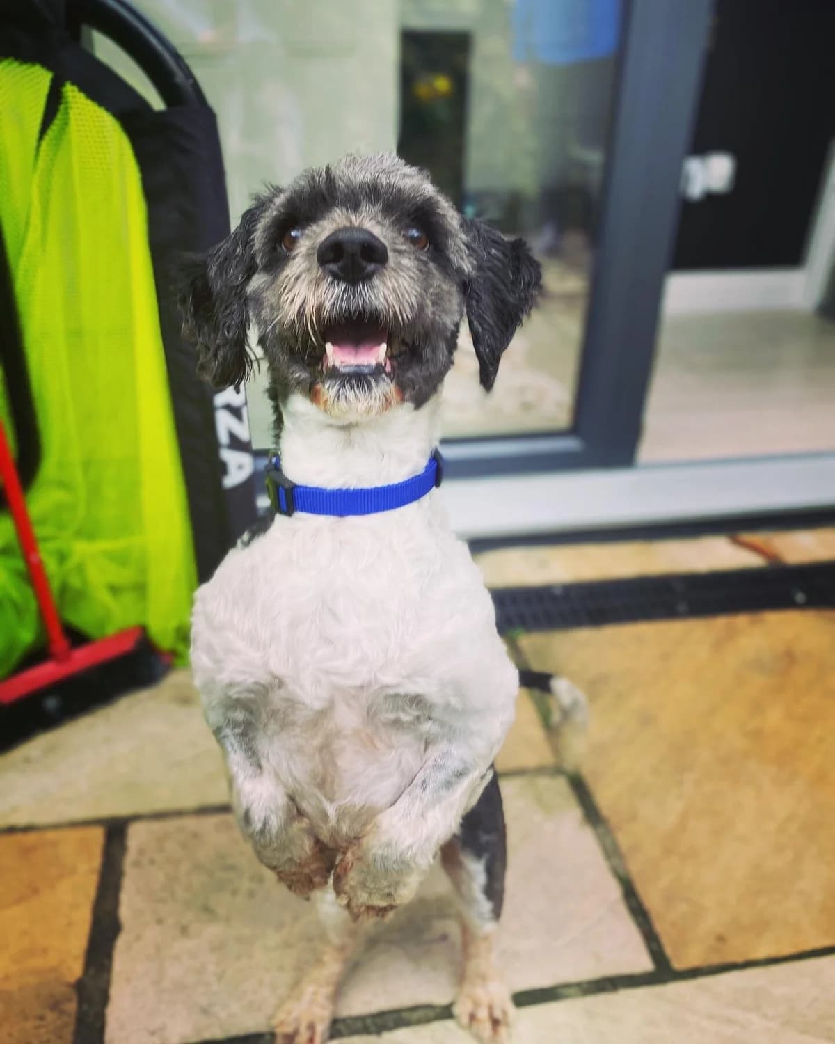 Bobby, female Mixed Breed for adoption at A Dog, Glenmore
