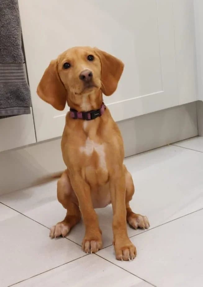 Dakota, female puppy Mixed Breed for adoption at A Dog, Glenmore