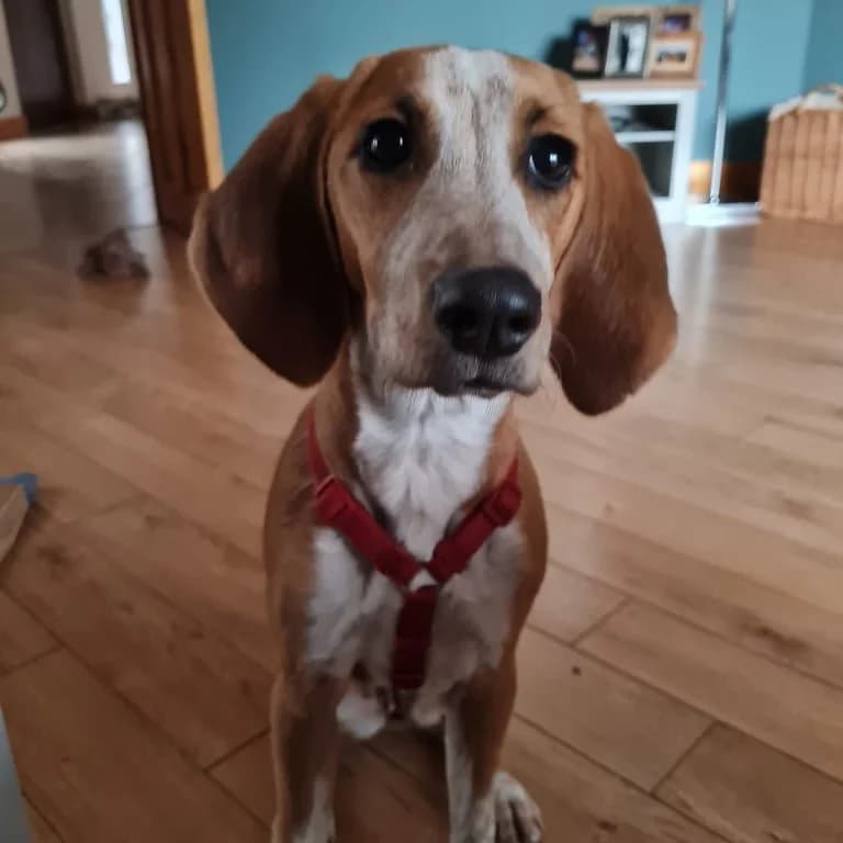 Daisy, female puppy Mixed Breed for adoption at A Dog, Glenmore