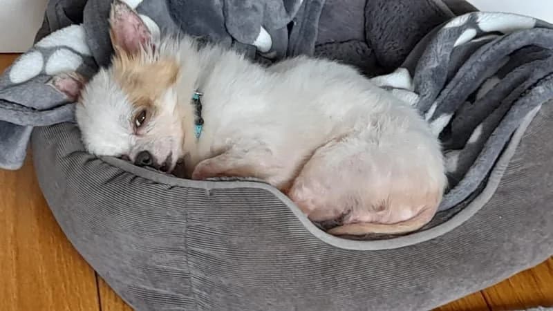 Gino, female Mixed Breed for adoption at A Dog, Glenmore