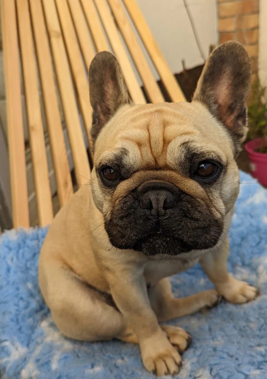 Edie, female Mixed Breed for adoption at A Dog, Glenmore