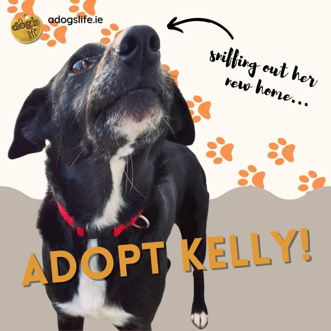 Kelly, female Mixed Breed for adoption at A Dog, Glenmore
