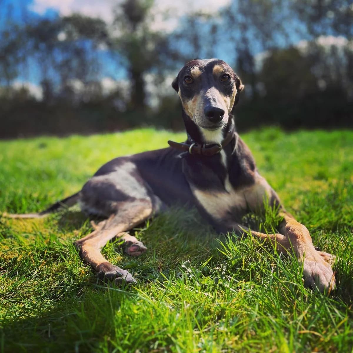 Paddy, male Mixed Breed for adoption at A Dog, Glenmore