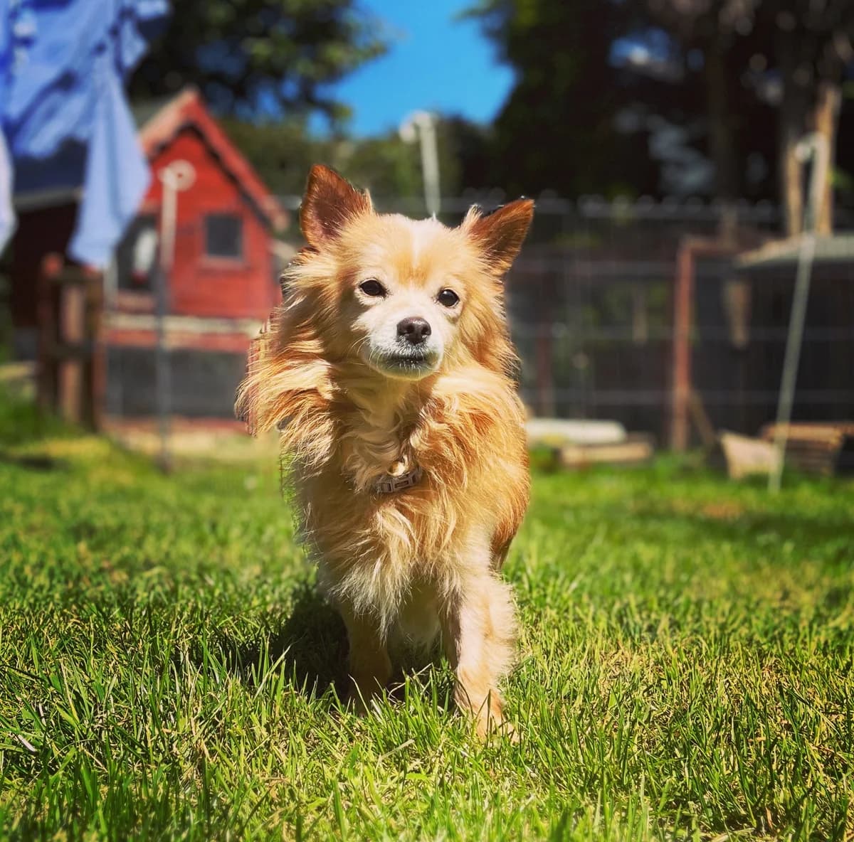 Rex, male Mixed Breed for adoption at A Dog, Glenmore