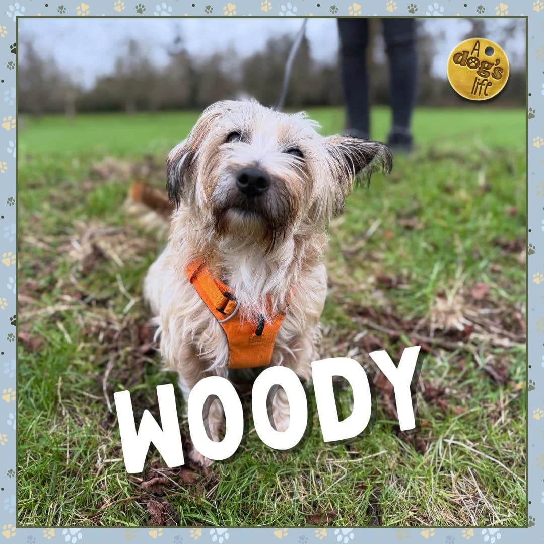 Woody, female 7yo Mixed Breed for adoption at A Dog, Glenmore