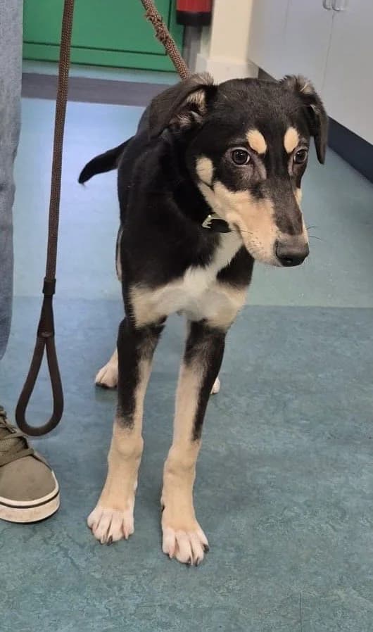 Buddy, male 4yo Mixed Breed for adoption at Mia was very nervous..., Co. Mayo