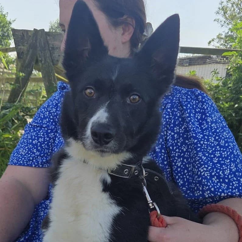 Jasmine, female young Collie for adoption at Mia was very nervous..., Co. Mayo